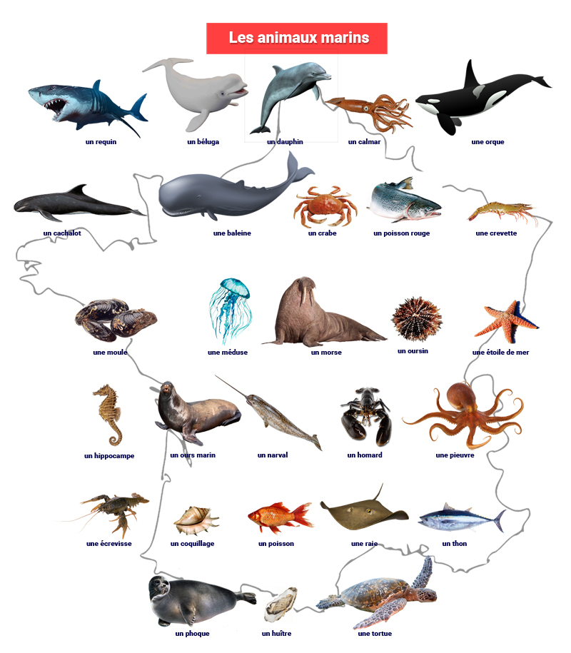 Морские животные на картинке