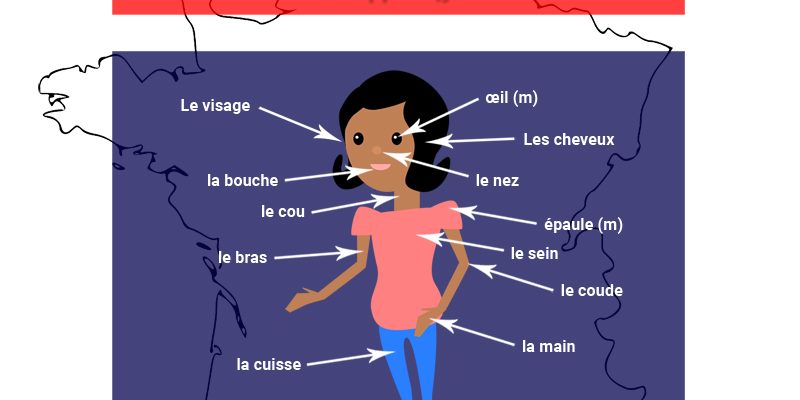 Части тела на французском